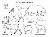 Mammals Coloring Alaska State Alaskan Animals Pages Animal Amphibians Draw Habitats Reptiles Birds Bird Outline Coloringbay Choose Board sketch template