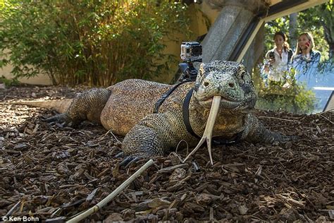 how to train your komodo dragon sunny the lizard wears a