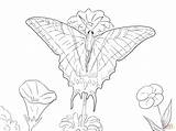 Butterfly Swallowtail Tailed Two Coloring Pages Main Drawing Supercoloring Skip Public sketch template