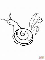 Colorare Schnecke Lumaca Disegni Blume Ausmalbild Bambini Snail Coloring Molluschi sketch template