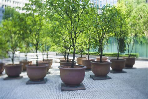 basics  growing trees  shrubs  pots