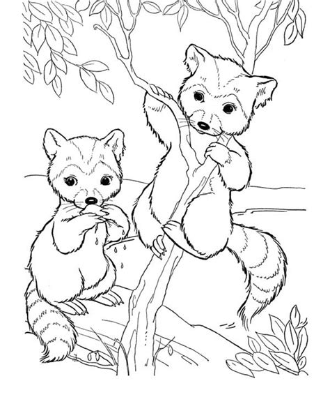 racoon coloring pages learny kids