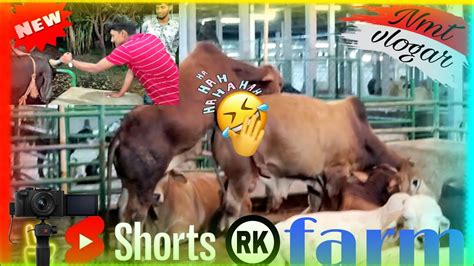 Cow Prank Video Vlog🐃🐄 Rk Farm Youtube