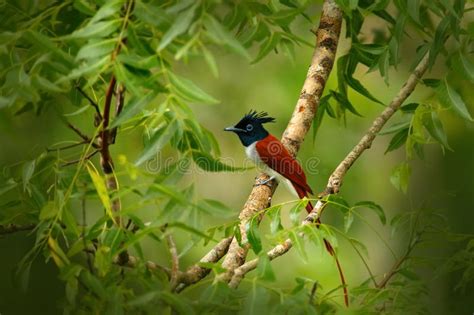 indian paradise flycatcher terpsiphone paradisi in the nature habitat yala national park sri
