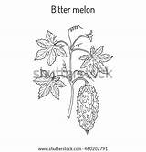 Bitter Melon Gourd Coloring Drawing Template sketch template