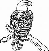 Eagle Coloring Pages Bird Print Kids Printable Big Eagles Card Coloringkids Sketsa sketch template