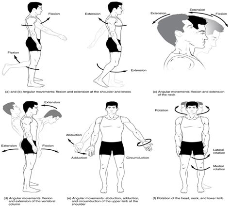 types  body movements fundamentals  anatomy  physiology