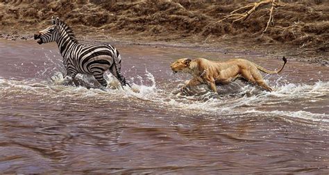 closing  lion chasing  zebra painting  alan  hunt fine art
