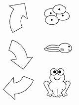 Frog Cycle Life Craft Coloring Template Printable Clipart Preschool Lifecycle Frogs Worksheets Animals Patterns Kids Worksheet Activities Kindergarten Pond Pages sketch template