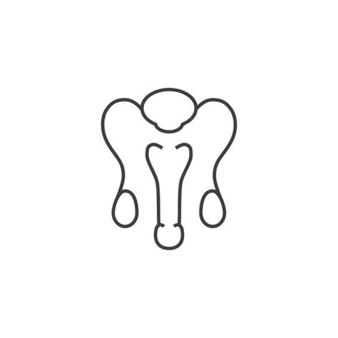 Drawing Of A Diagram Of The Male Reproductive System Illustrations