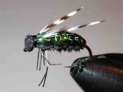 horse fly coldwater species fly tying