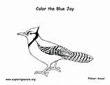 Blue Jay Coloring Bird Pages Color Printable Labeling Simple Getcolorings Printing Exploringnature Template sketch template