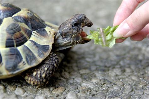 pictures  turtles eating thingsturtle appreciation thread