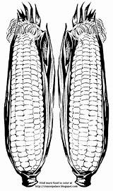 Corn Coloring Husk Ears Husks Sheet Vegetables Kernels Cob Description Food sketch template