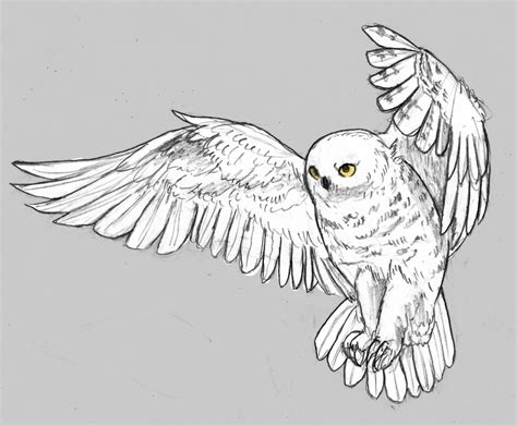 snowy owl  angiemyst  deviantart