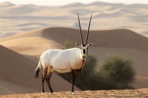 arabische oryx antilope foto bild tiere wildlife saeugetiere