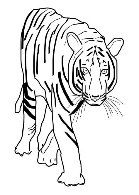 coloring page tiger  printable coloring pages img