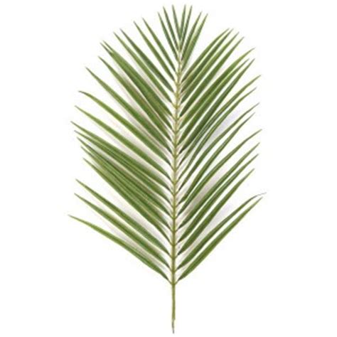 everlasting palm trees branches  palm sunday
