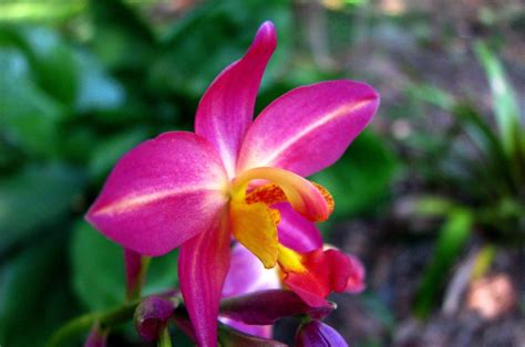 flores orquideas