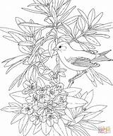 Coloring Pages Birds Bird Flower Washington State Goldfinch Flowers Drawing Printable Rhododendron Paradise Adult Adults Printables Winter Colouring American Willow sketch template