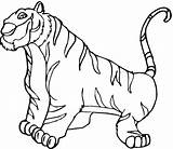 Coloring Pages Tiger Zoo Animal Printable Tigres Color Kids Animals Print Face Colouring Cubs Para Cub Colorear Preschool Tigers Drawing sketch template