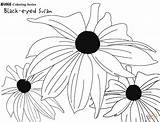 Eyed Susan Coloring Drawing Pages Drawings Flower Paintingvalley Categories sketch template