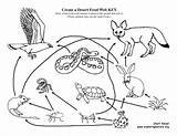 Desert Food Web Chain Coloring Drawing Pages Animals Drawings Tortoise Habitat Sahara Create Basket Animal Cactus Getdrawings Getcolorings Printable Paintingvalley sketch template