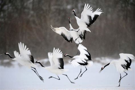 red crowned crane korea  beautiful picture
