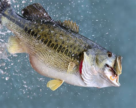 largemouth bass usa fishing reports