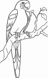 Parrot Drawing Getdrawings Easy Coloring sketch template