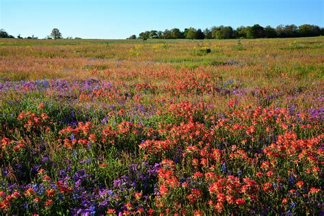 texas spring wildflowers photograph  lynn bauer fine art america