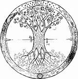Life Yggdrasil Tree Celtic Vector Coloring Stock sketch template