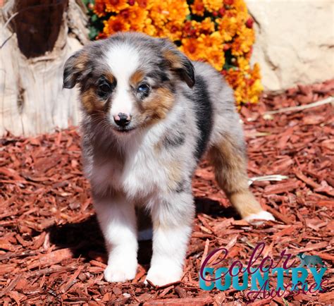 lyric blue merle male color country aussies