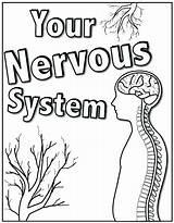 Nervous System Coloring Worksheet Brain Color Kids Pages Grade Central Sketch Worksheets Printable Human Body Third Systems Labeling Getdrawings Neuron sketch template