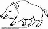 Wildschwein Ausmalbilder Waldtiere Ausdrucken Wildschweine Gratis Medienwerkstatt Malvorlagen Malvorlage Vorlagen Onlycoloringpages sketch template