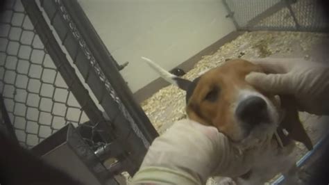 dogs    animal testing