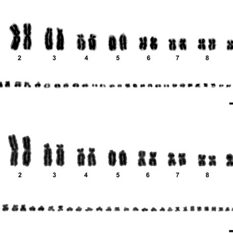 the cdna fragments of s triporcatus str homologs of chicken z linked