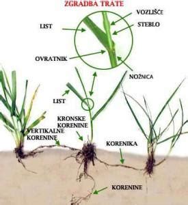 zgradba trave bilban