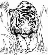 Coloring Ambush Pages Tiger 8kb Animals Choose Board sketch template