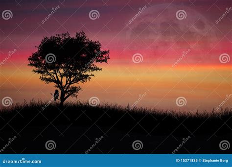 eenzame boom bij zonsondergang stock afbeelding image  rood kalmte