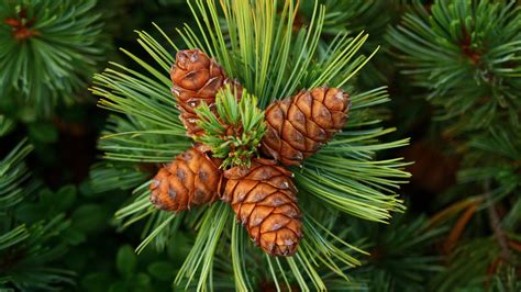 pine cones spines wallpaper hd nature  wallpapers images
