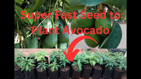 Natural Method To Grow Avocado From Seed Youtube