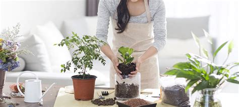 care  flowering plants  pots puregene agritech
