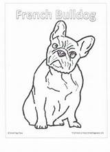 Frenchie Designlooter sketch template