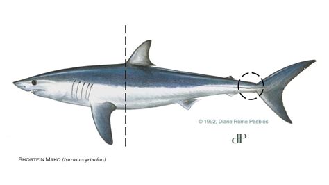 shortfin mako shark fwc