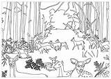 Hutan Mewarnai Pemandangan Coloriage Foret Imprimer Venados Sketsa Cervi Dessin Rehe Adults Faons Biches Cerf Adulti Forêt Fawns Erwachsene Malbuch sketch template
