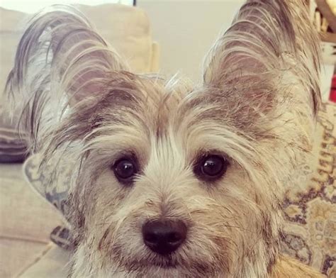cairn terrier mix breeds  popular  adorable hybrid dogs