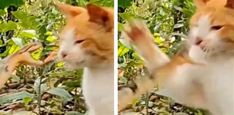 video cat takes  snake  single swipe