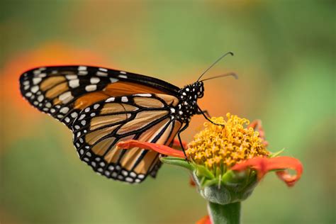 learn  butterflies bring    garden agrilife today