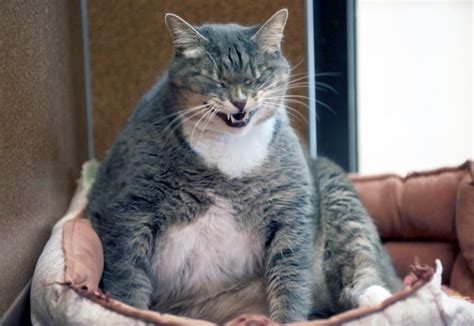 fat cats  problem  feline obesity kittens whiskers